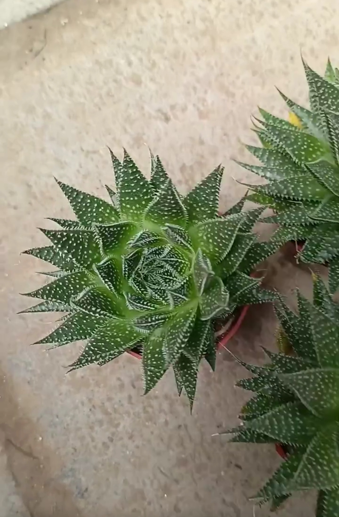 这样的雪花芦荟好漂亮