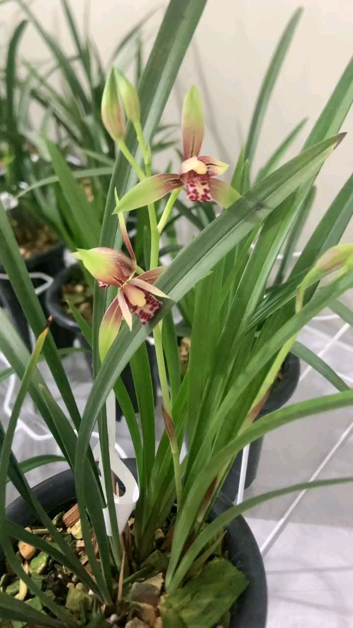 建兰小国魂开花了