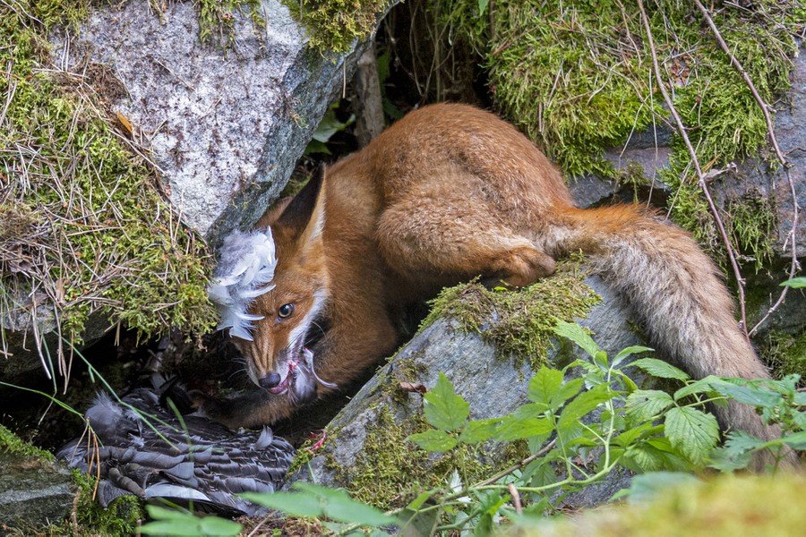 © Liina Heikkinen / Wildlife Photographer of the Year