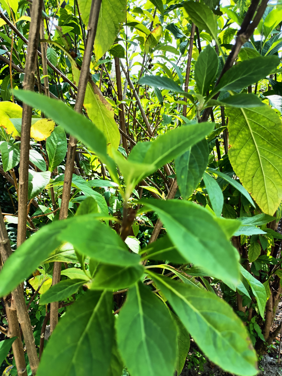 扁桃斑鸠菊,南非叶