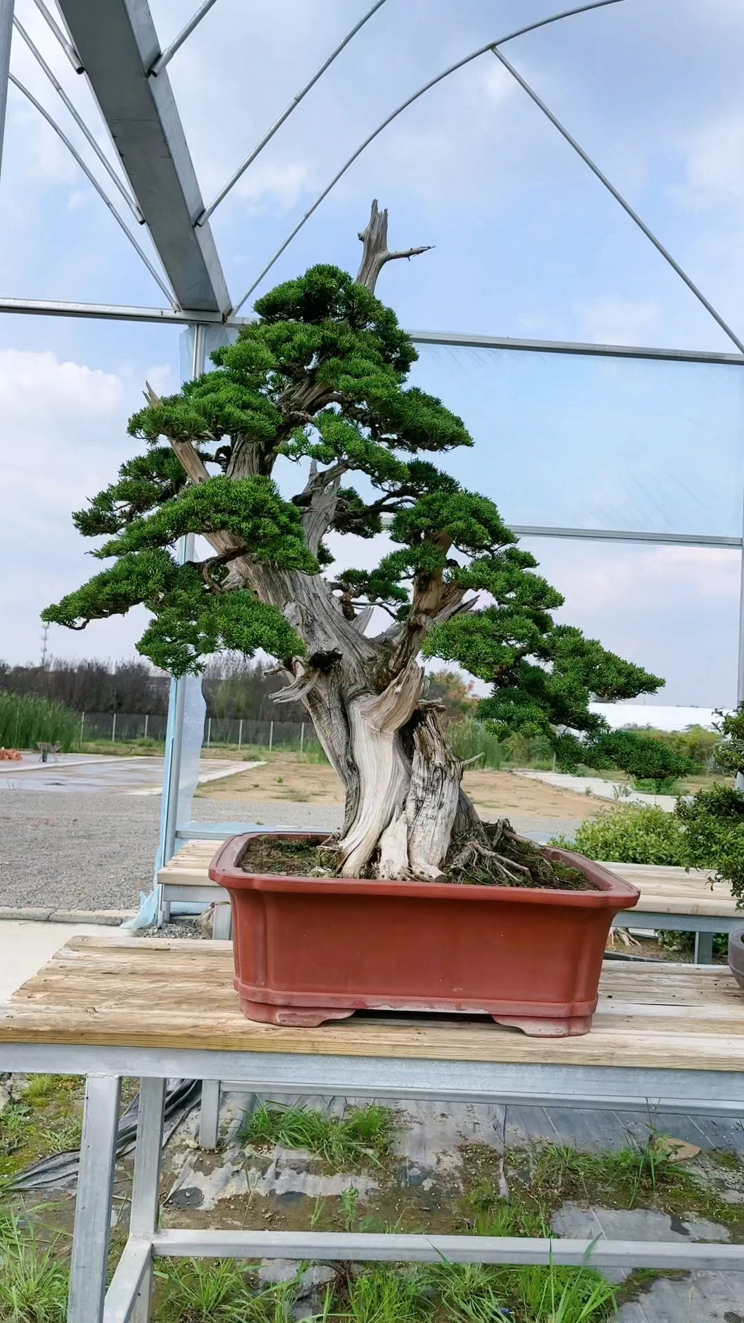 千年松 万年柏 分享适合庭院别墅摆放的济州盆景 耐寒耐热 四季常青