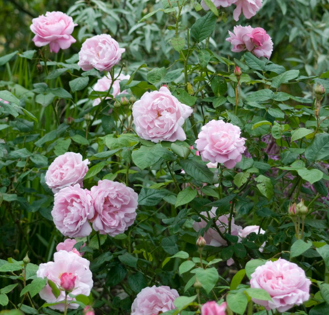 「耐热耐阴抗病」玛丽玫瑰(mary rose)