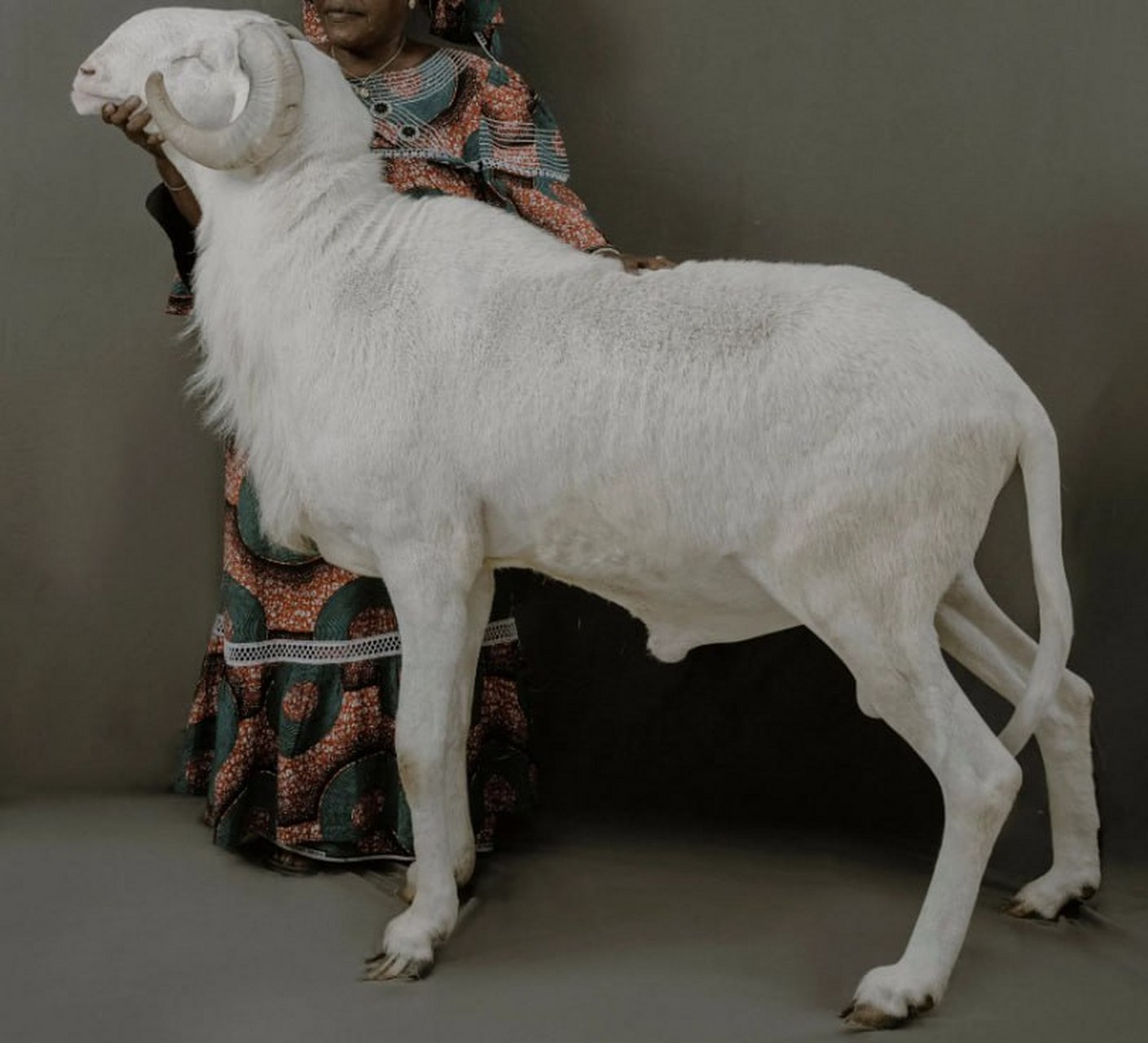 百家帮扶计划# 世界上最贵的羊是什么?