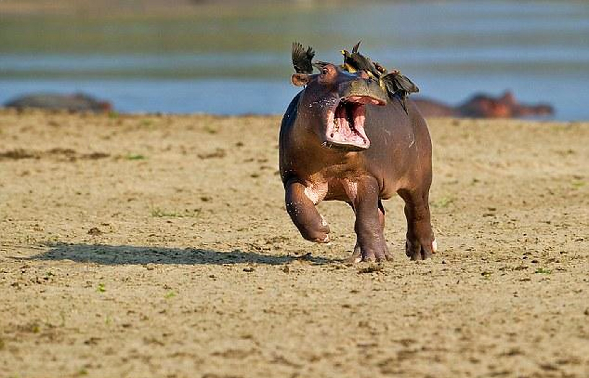 戏精小河马,被小鸟追逐,表情就像是被打了针一样.#趣图搞笑