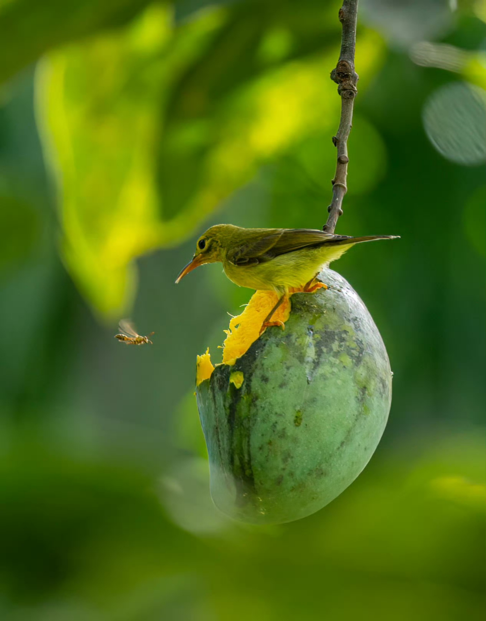 鸟儿来吃芒果,蜜蜂也来了,褐喉食蜜鸟对蜜蜂保持警惕. #假期逛吃指南