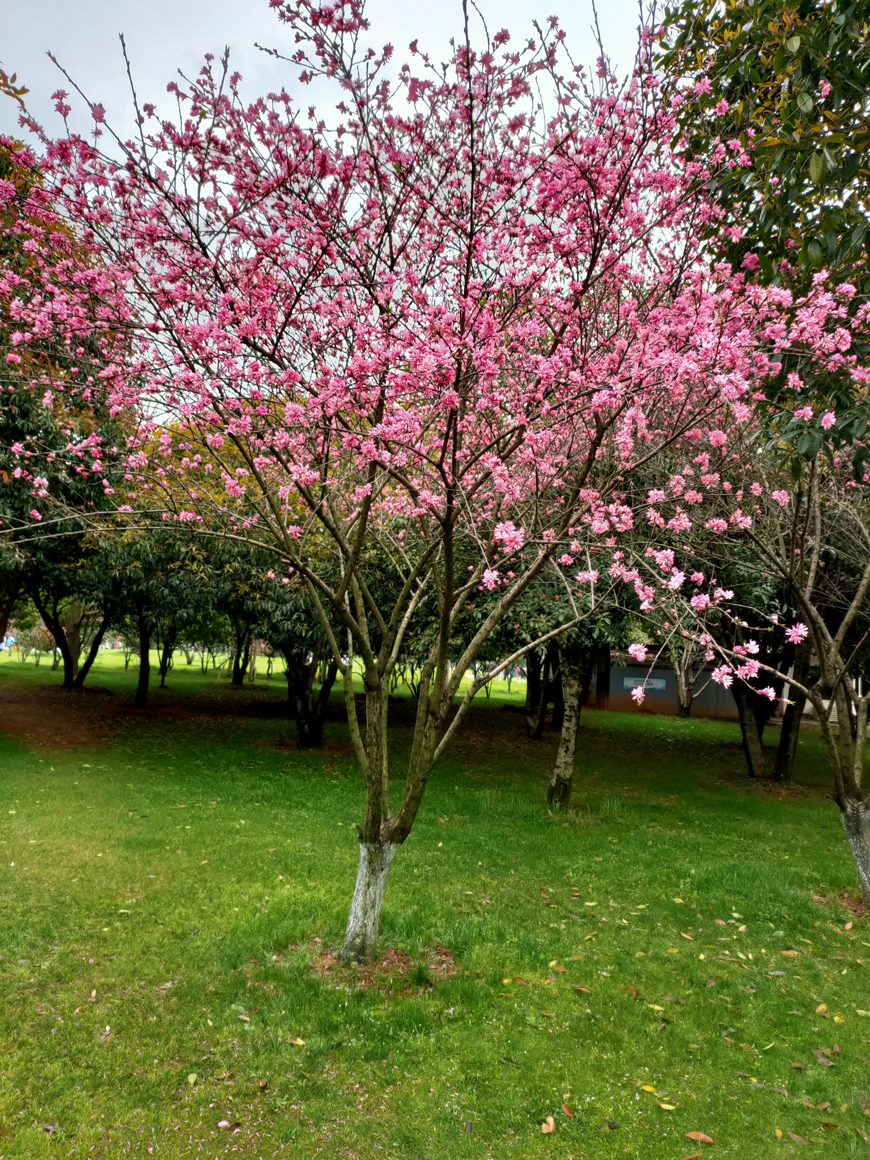 《七绝·菊花桃》满园尽是菊花桃,火红一片照天烧