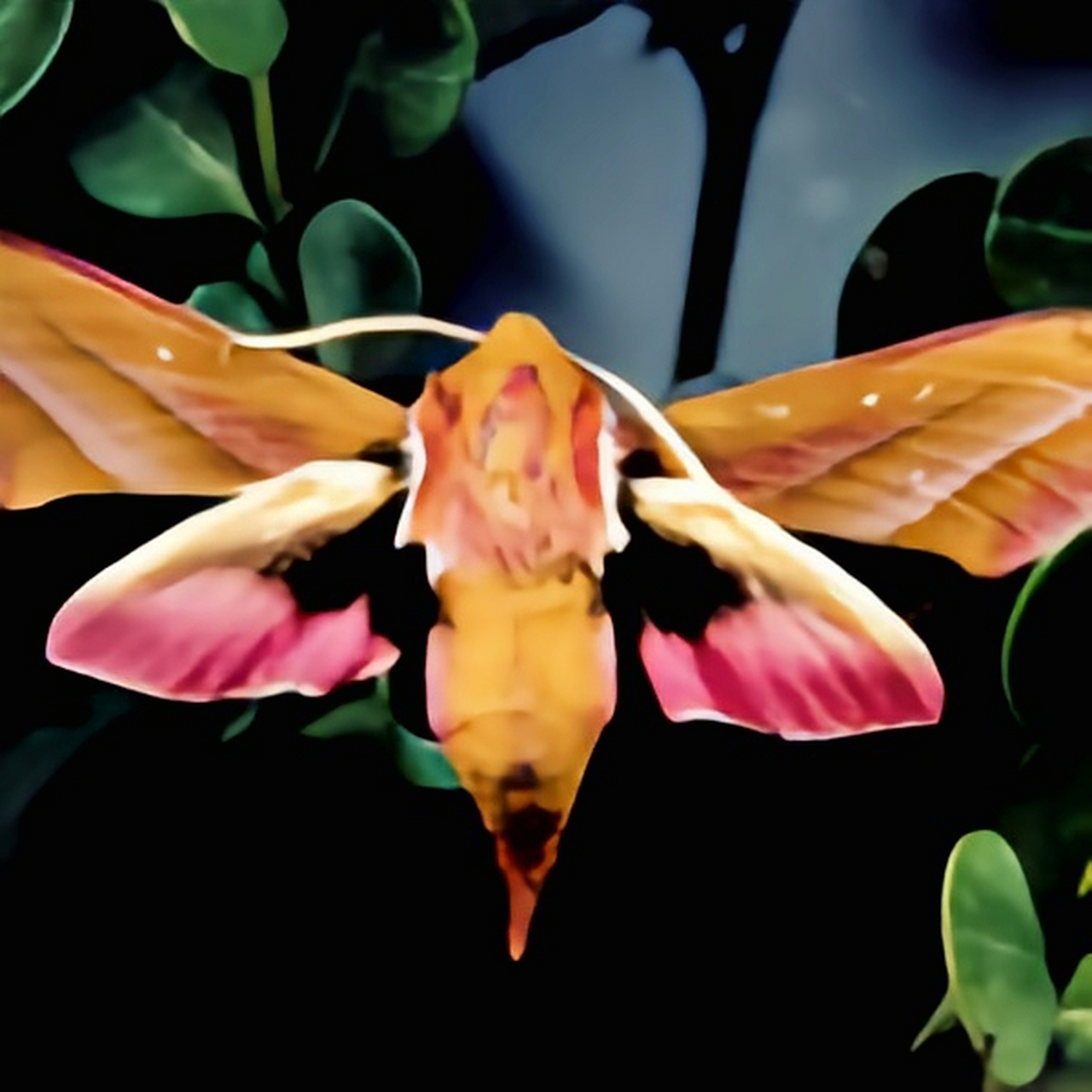 又名芋双线天鹅蛾是鳞翅目天蛾科斜纹天蛾属的一种昆虫,成虫体长4cm