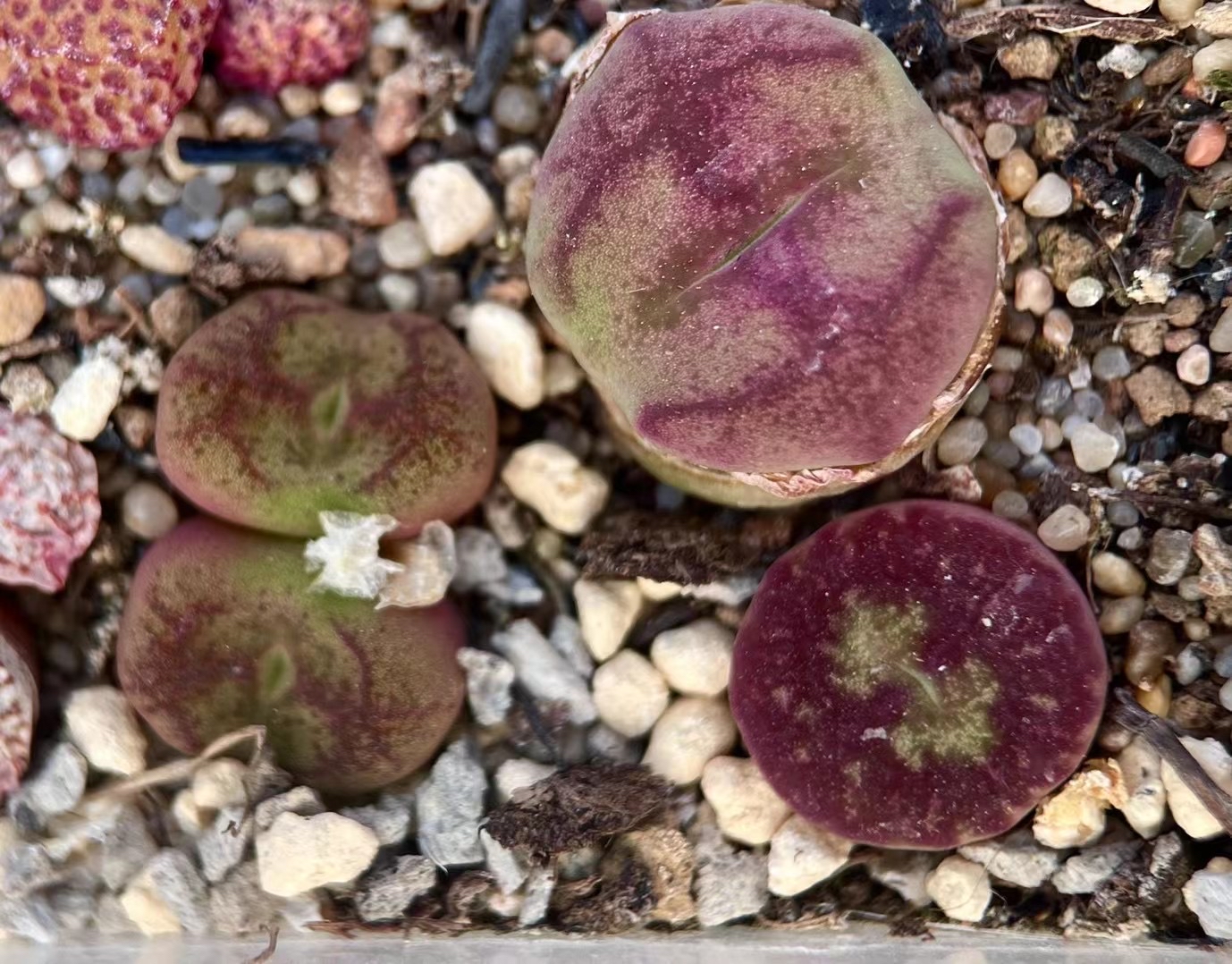 多肉植物肉锥花之毛汉尼