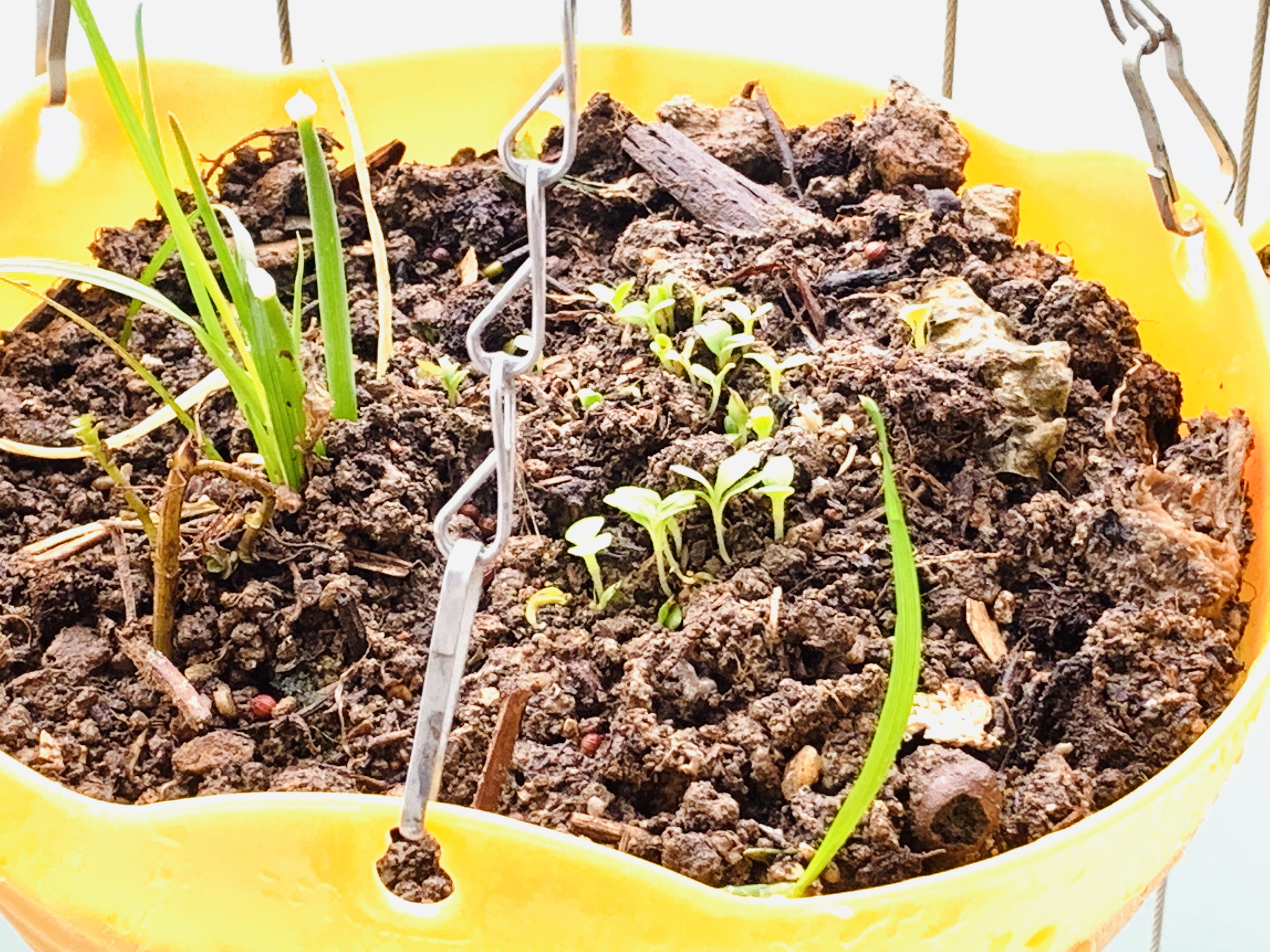 小白种菜种什么菜比较容易活?