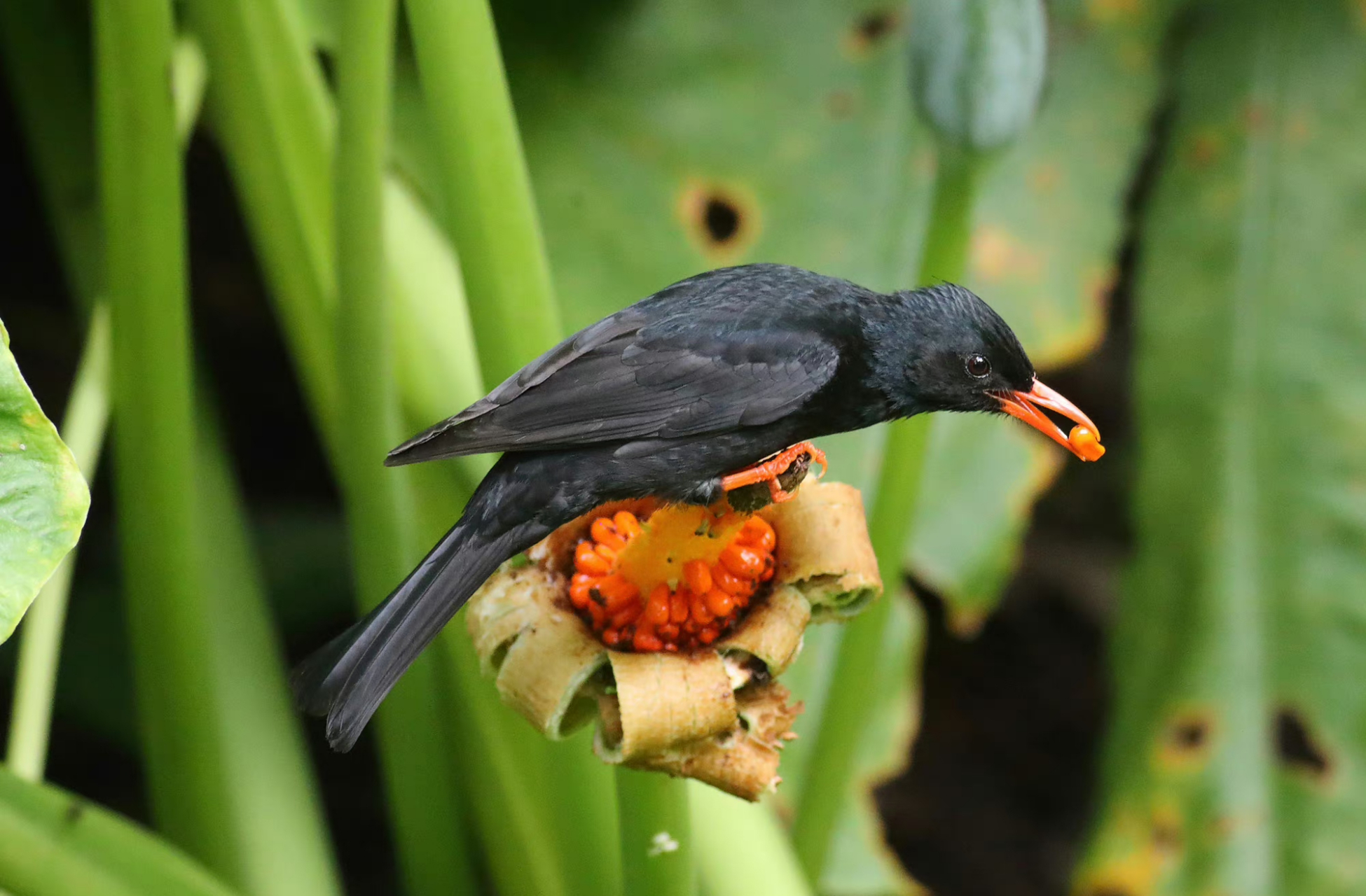 海芋虽有毒性,但它的果实却是鸟类的美味.