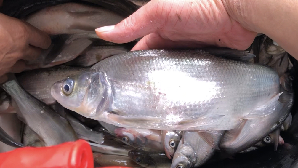 起锅烧油看鱼获,台风前夜连竿中鱼