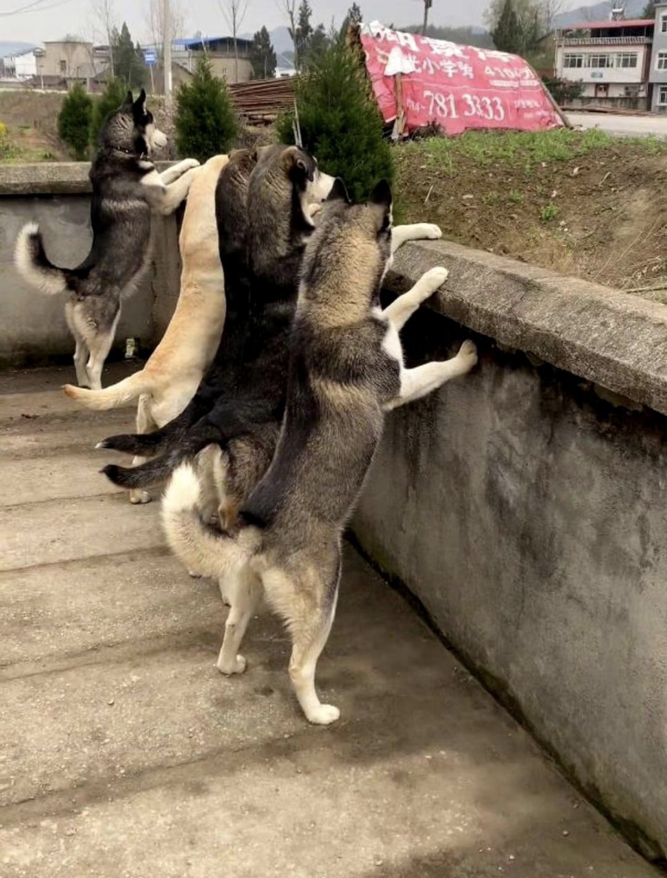 原来不只是人喜欢看热闹,狗子也一样