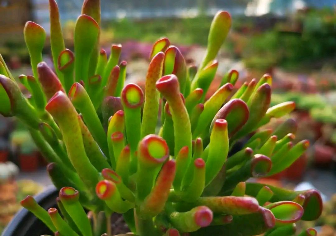 吸财树多肉植物的养护方法与技巧