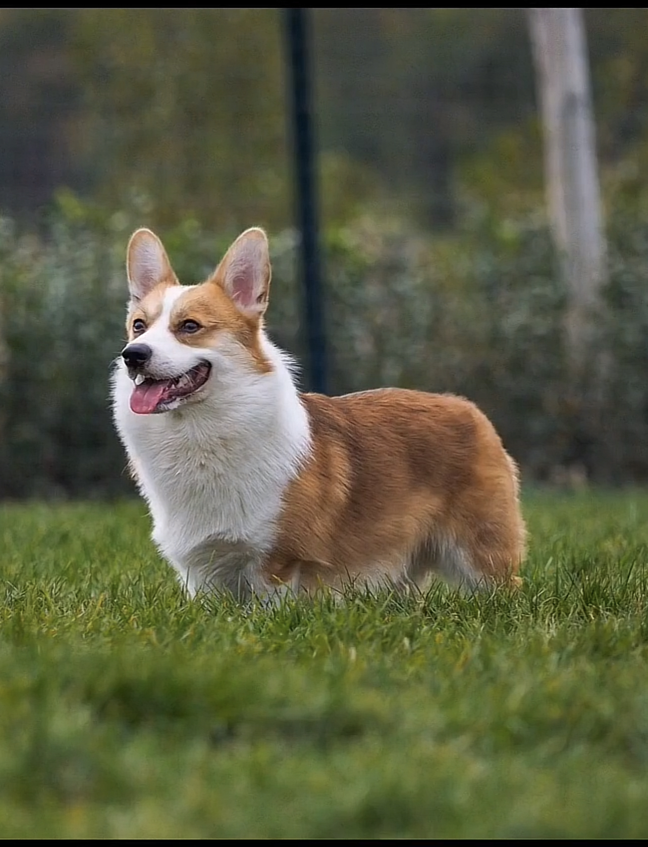 柯基拉布拉多的美好瞬间
