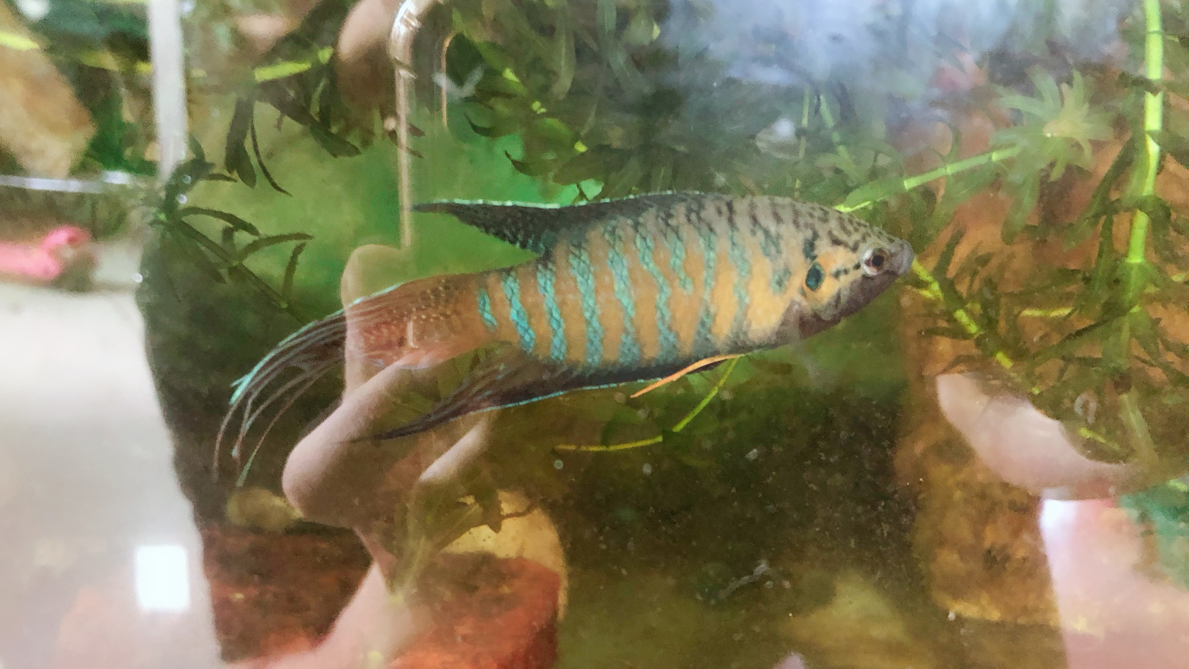 家里的斗鱼常年没打理,结果却让人吃惊,为何一条比一条漂亮?