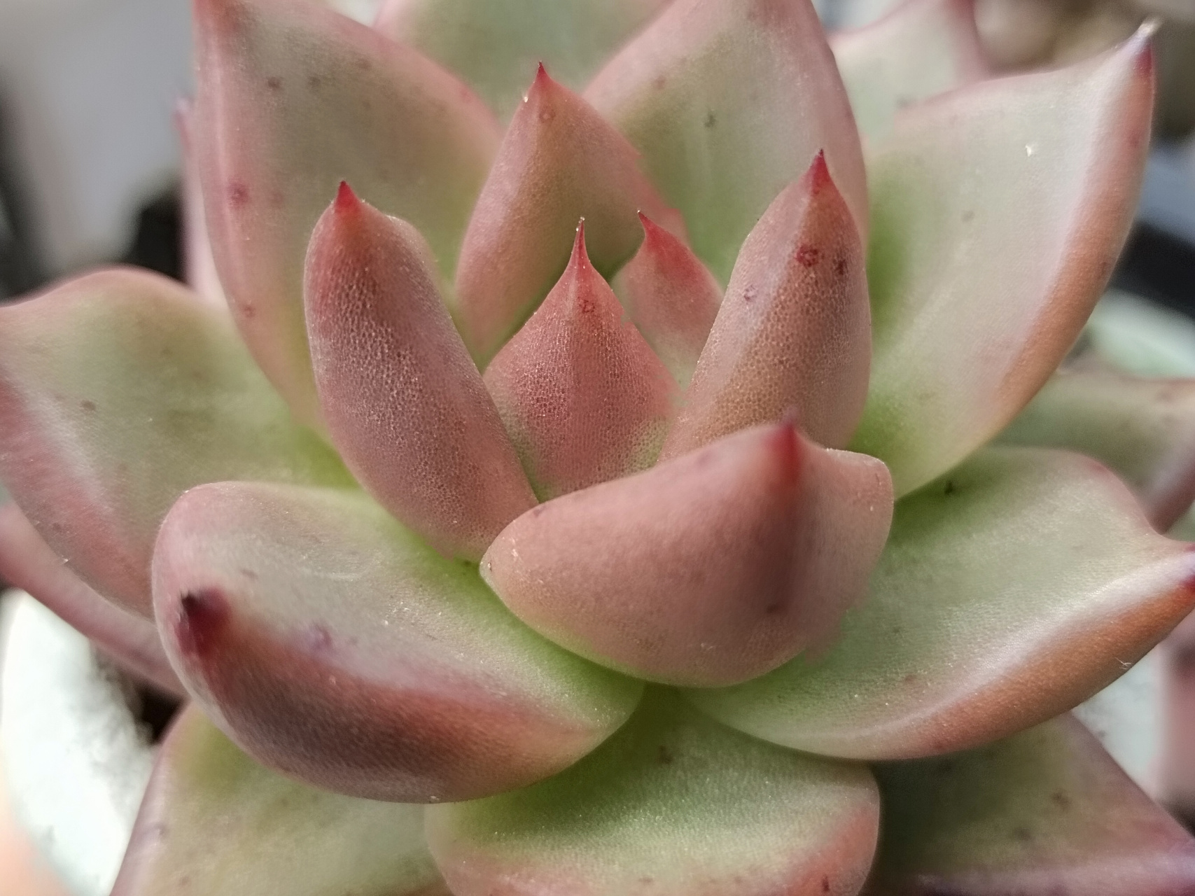 红颜蜜语杂,皮蛋,红颜蜜语,出了两天太阳就开始上色了#多肉植物