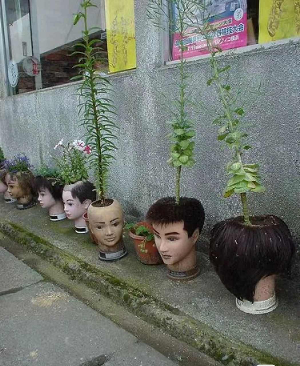 想头上开花吗?[捂脸]