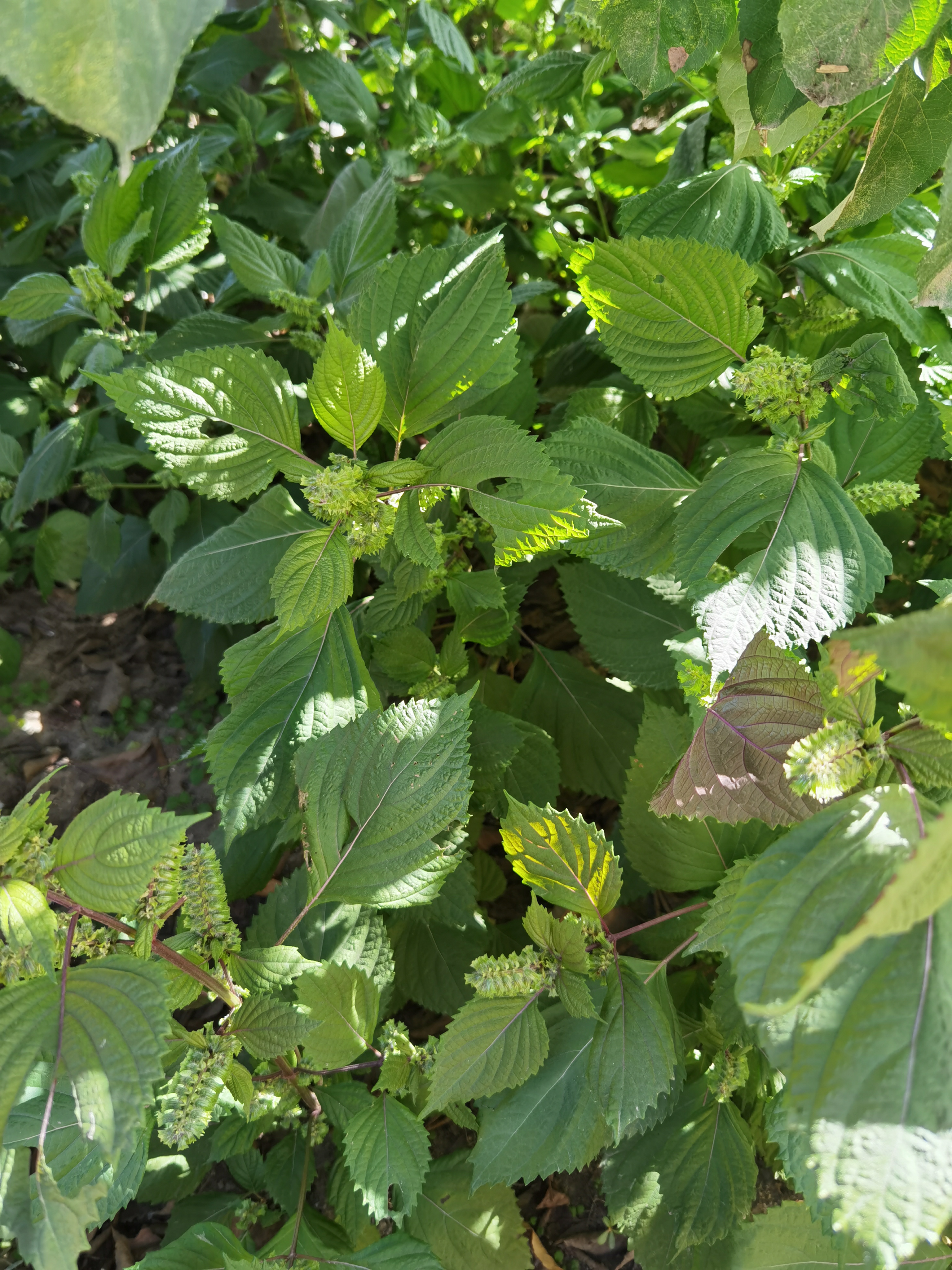 晒出秋日田园生活# 园子里长了很多苏子叶,摘点,蒸苏子叶馒头,有排è