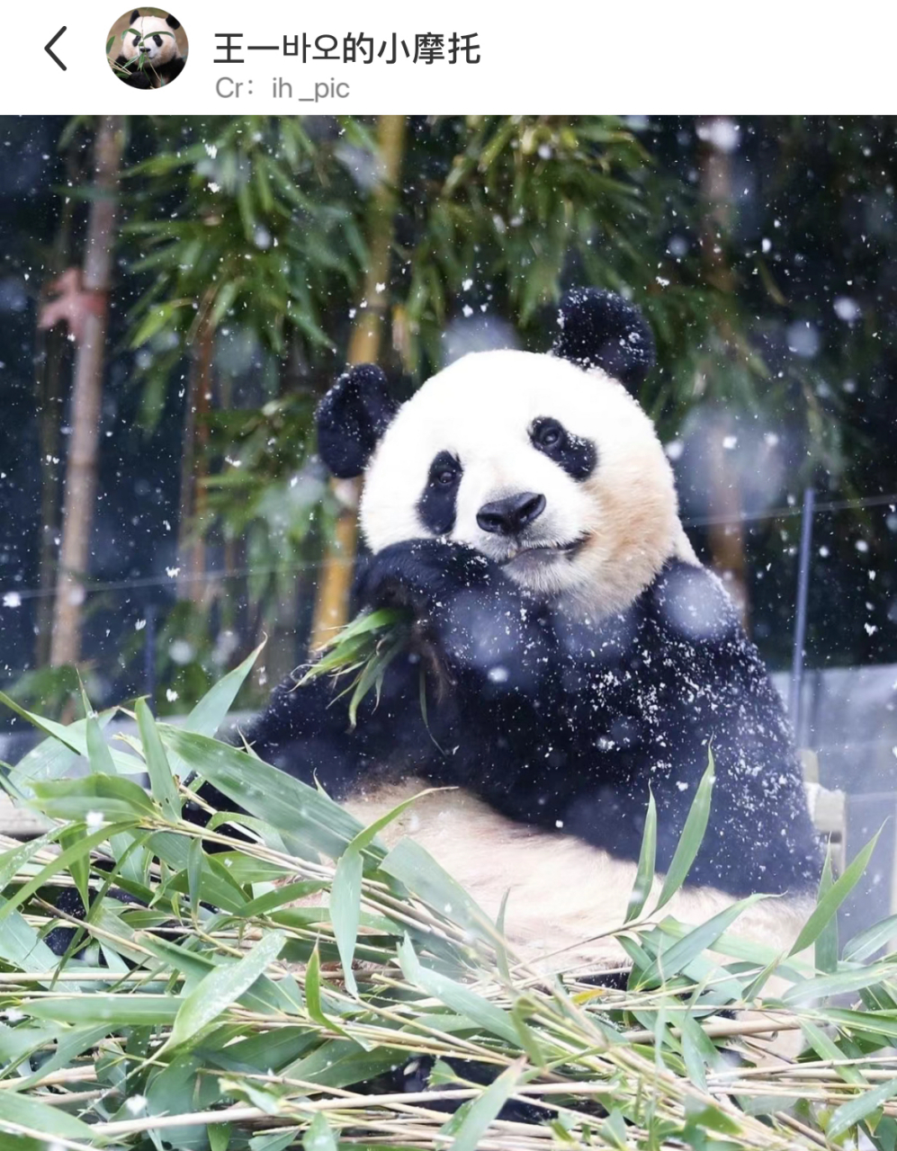 雪景动物图片大全唯美图片