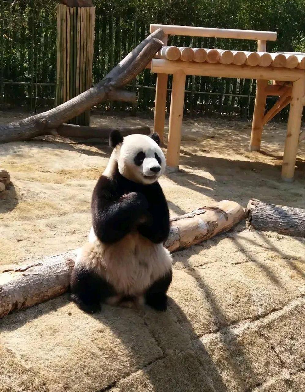 熊猫:来的太着急忘问待遇了,真愁人#趣图搞笑