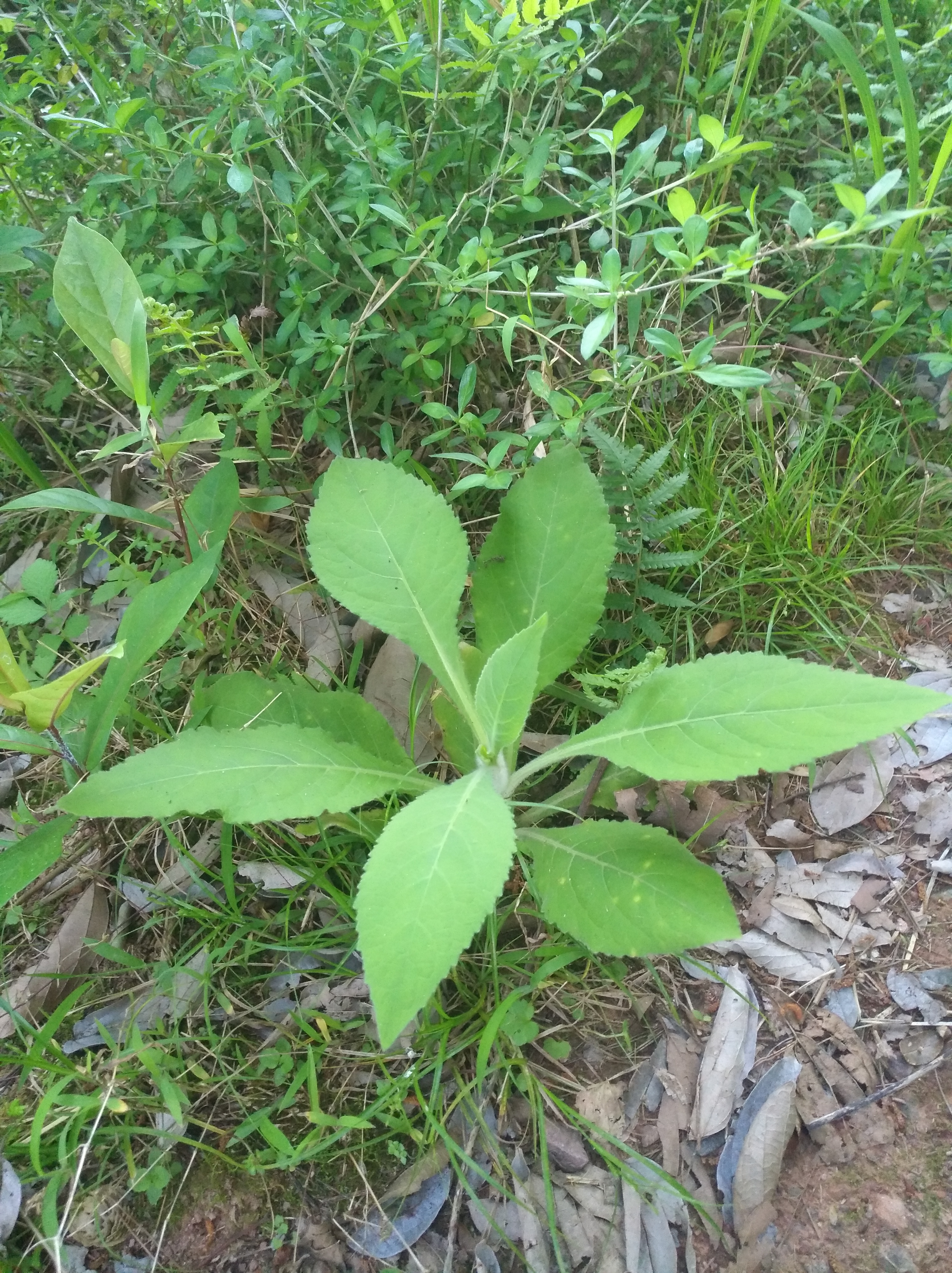 野烟叶,中药名天明精,有药用价值的野草,农村山里有生长