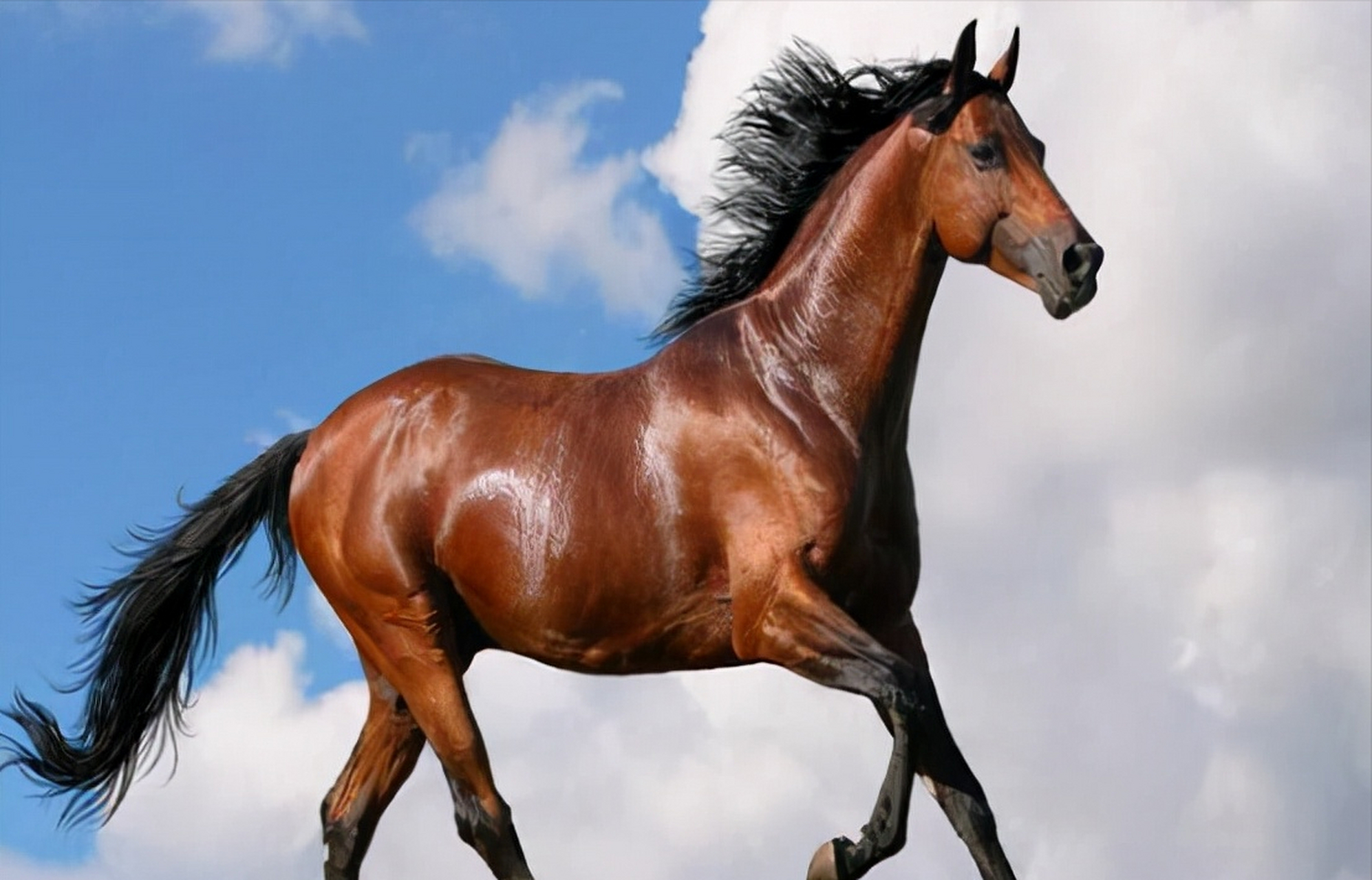 汗血宝马,油光瓦亮,威武雄壮