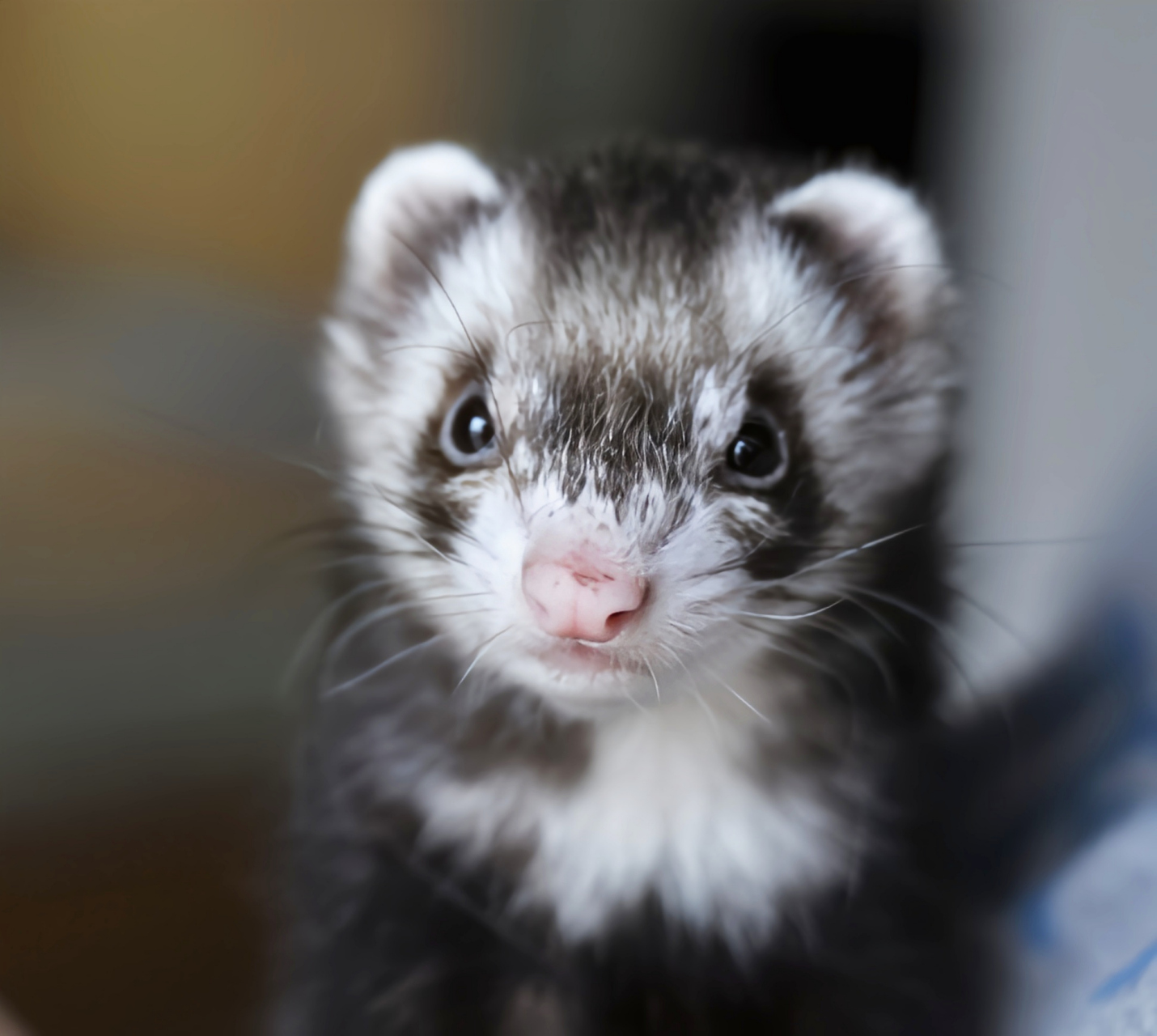 它们身形优雅纤长,体长30-50厘米,成年貂体重1.