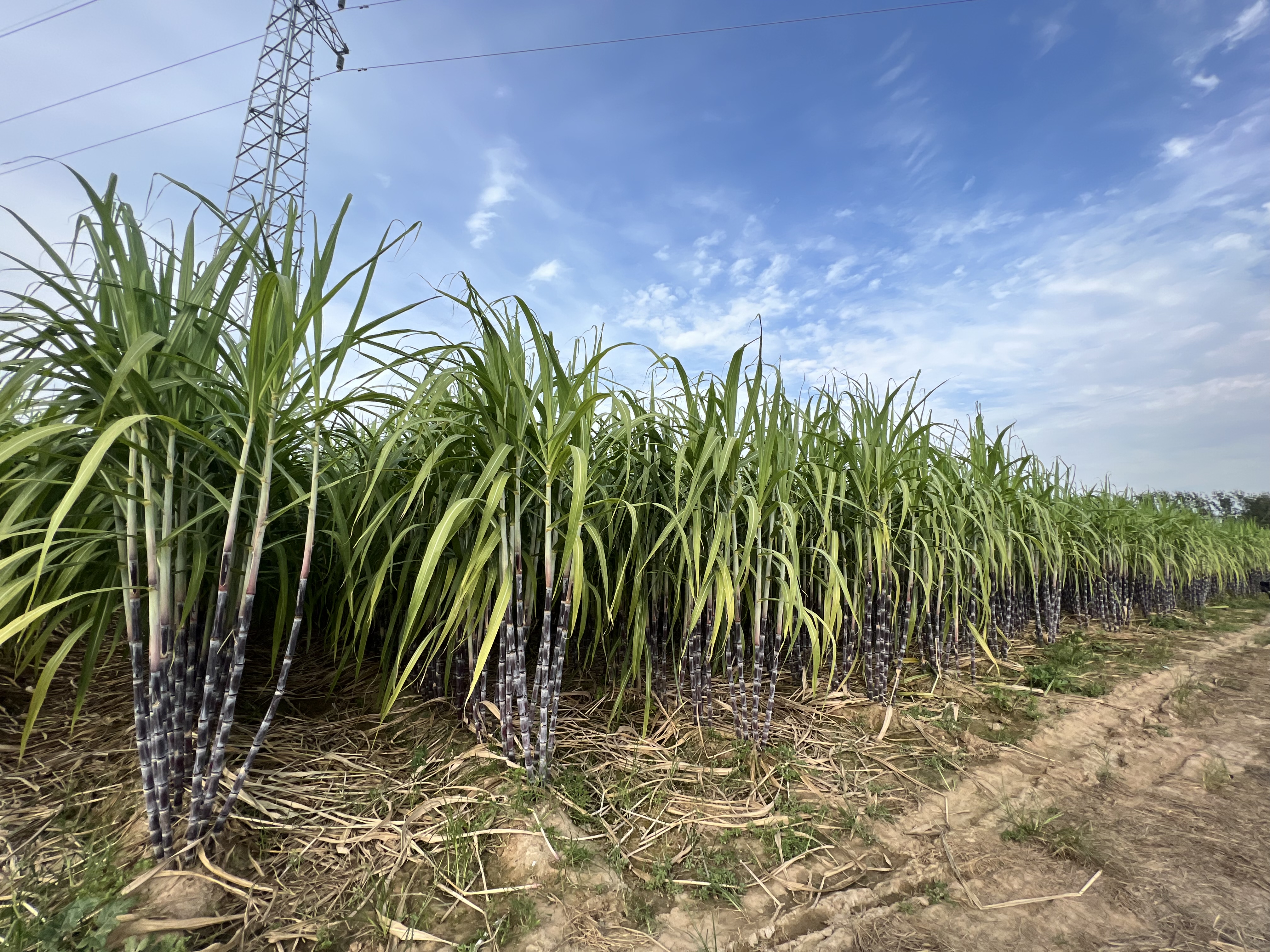 揭秘甘蔗从种植到收割的全过程!