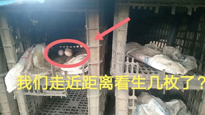 在农村养的鸡生蛋了可以用这个方法给老母鸡做个窝,方便遮风挡雨