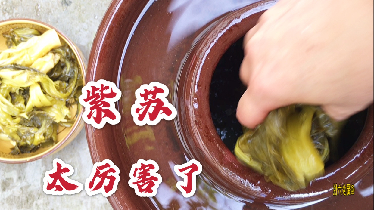 紫苏丢进泡菜坛子里,尽然有如此神奇,值得收藏