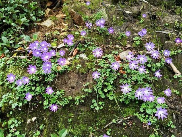 花冠:無法盛開的花