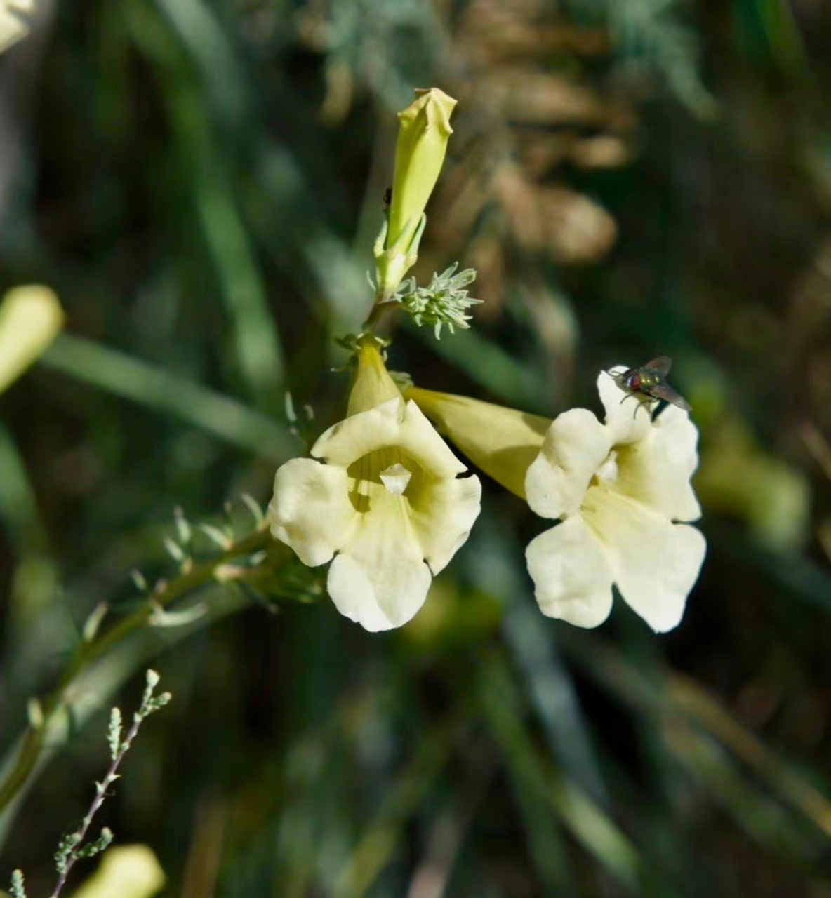 一花一语:黄花角蒿        去刘家峡的路上,在一片山坡上看到黄花角蒿
