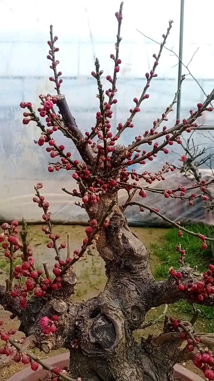 有质有韵的原生骨里红梅大老桩