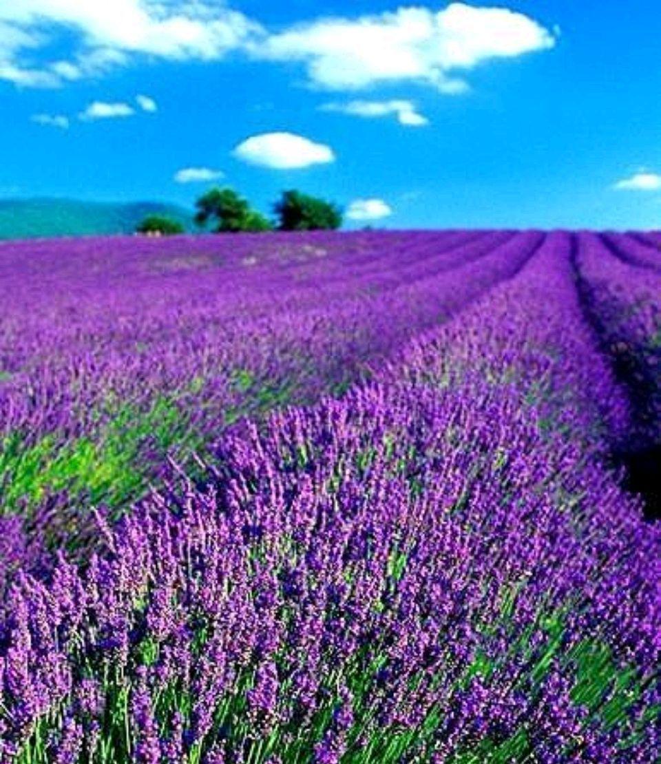 唯美浪漫来袭,紫色花海梦幻般迷人,等待着与你邂逅