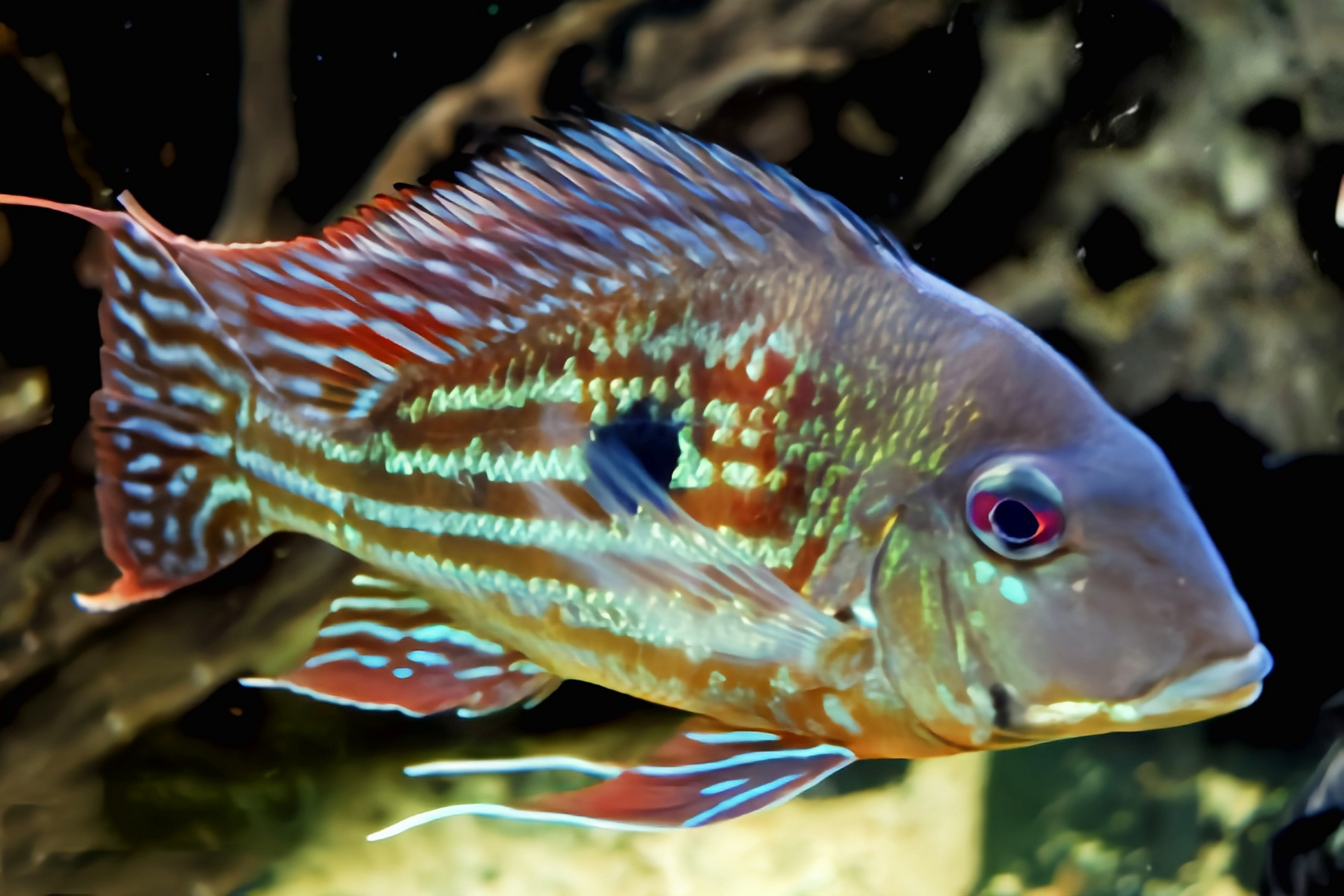 秋日生活创作季# 每天认识一种动物——委内瑞拉血焰鱼 委内瑞拉血焰