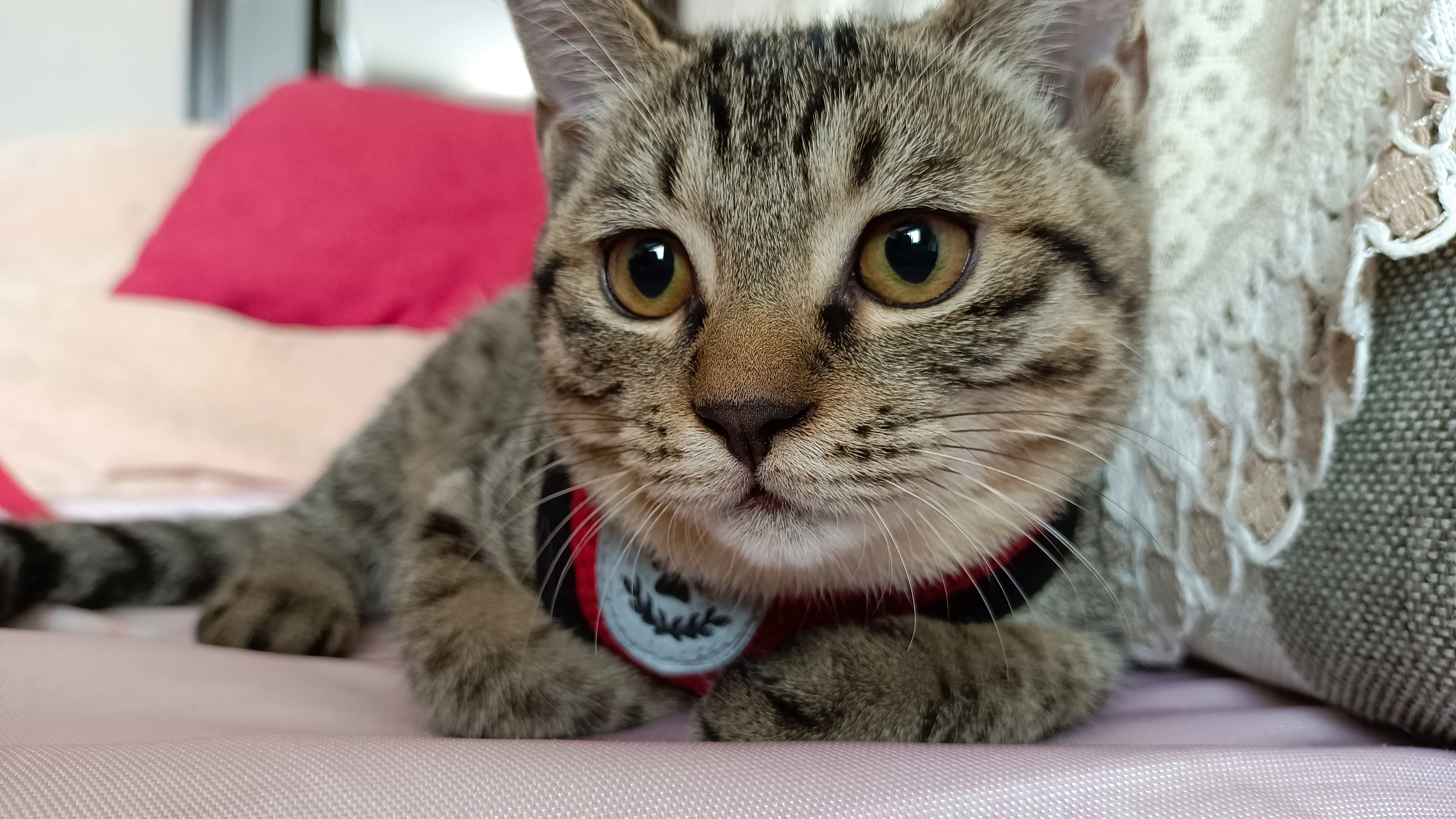 小狸花猫真的有100个心眼子