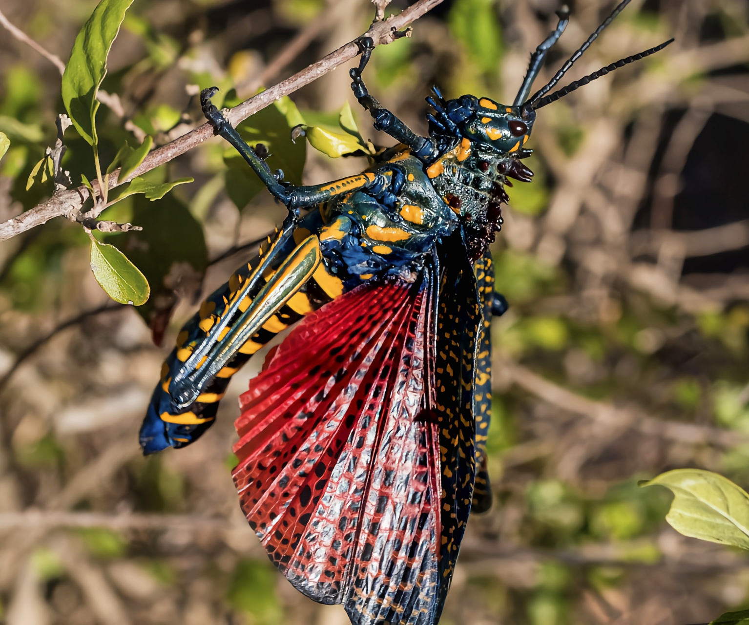 成虫体长4-7厘米,色彩华丽,通体蓝色,也有部分个体为偏黄绿色,翅膀