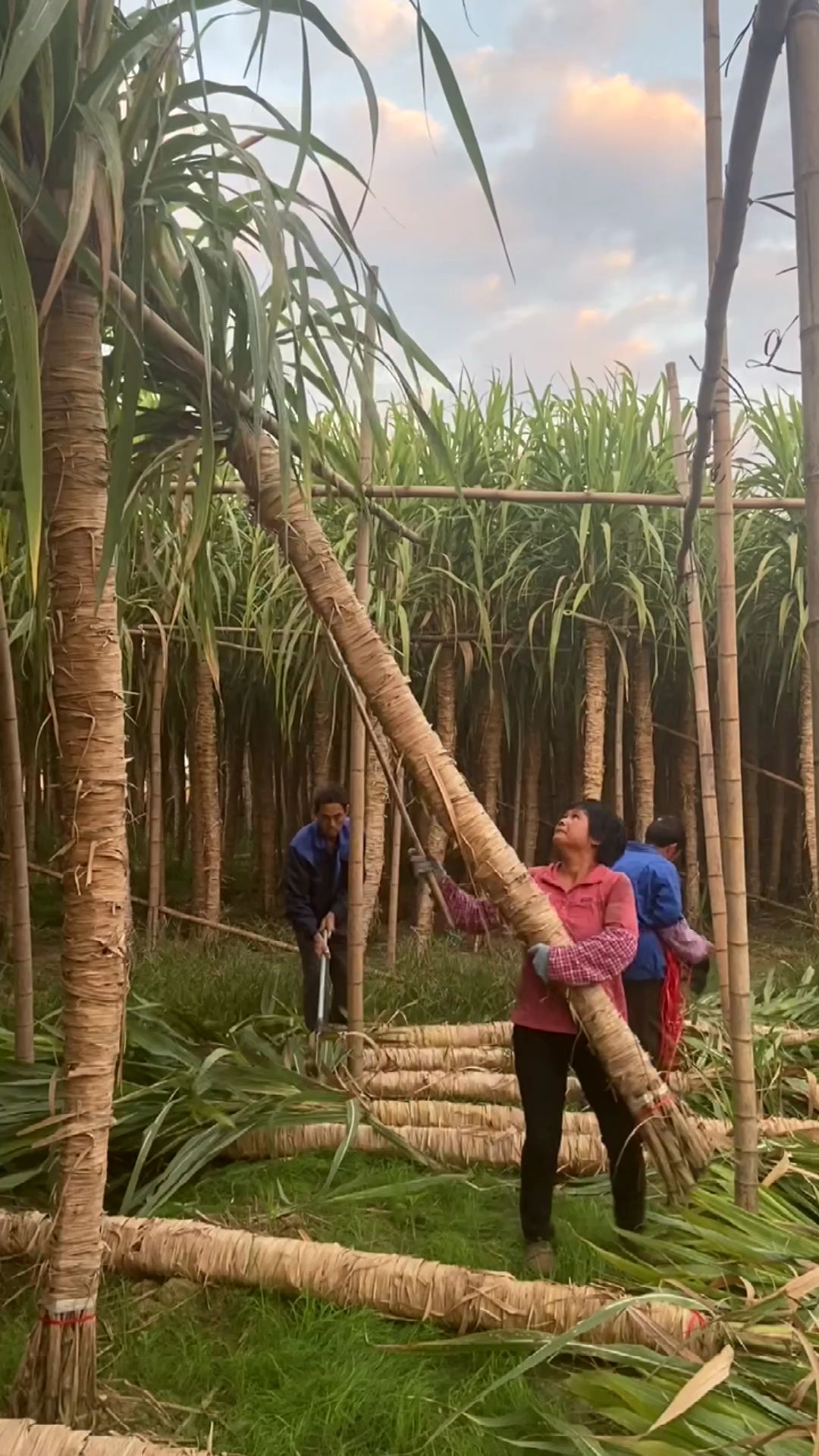 甘蔗熟了,广西贵港木格镇白玉蔗镇的玻璃脆甘蔗