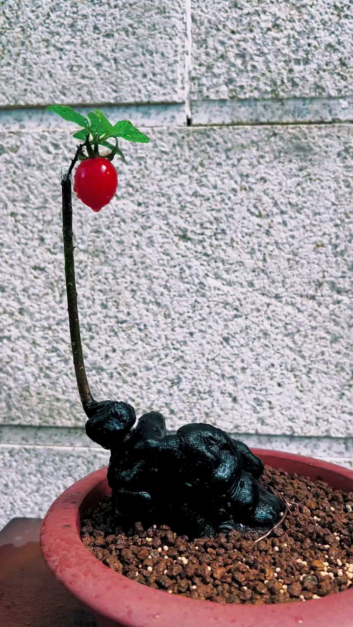 独杆坨坨金弹子