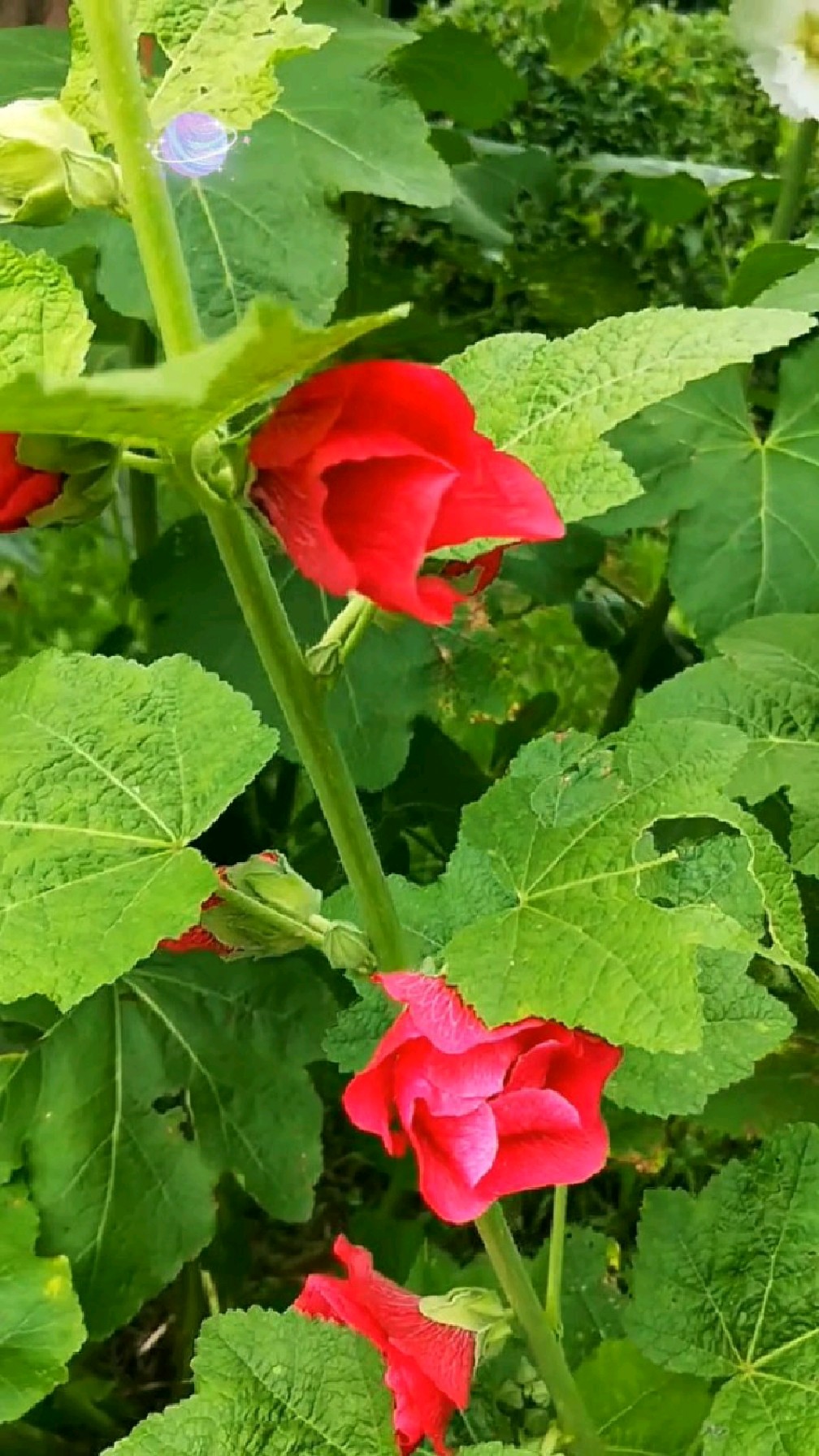 红花绿叶,随风摇曳,秋天的味道