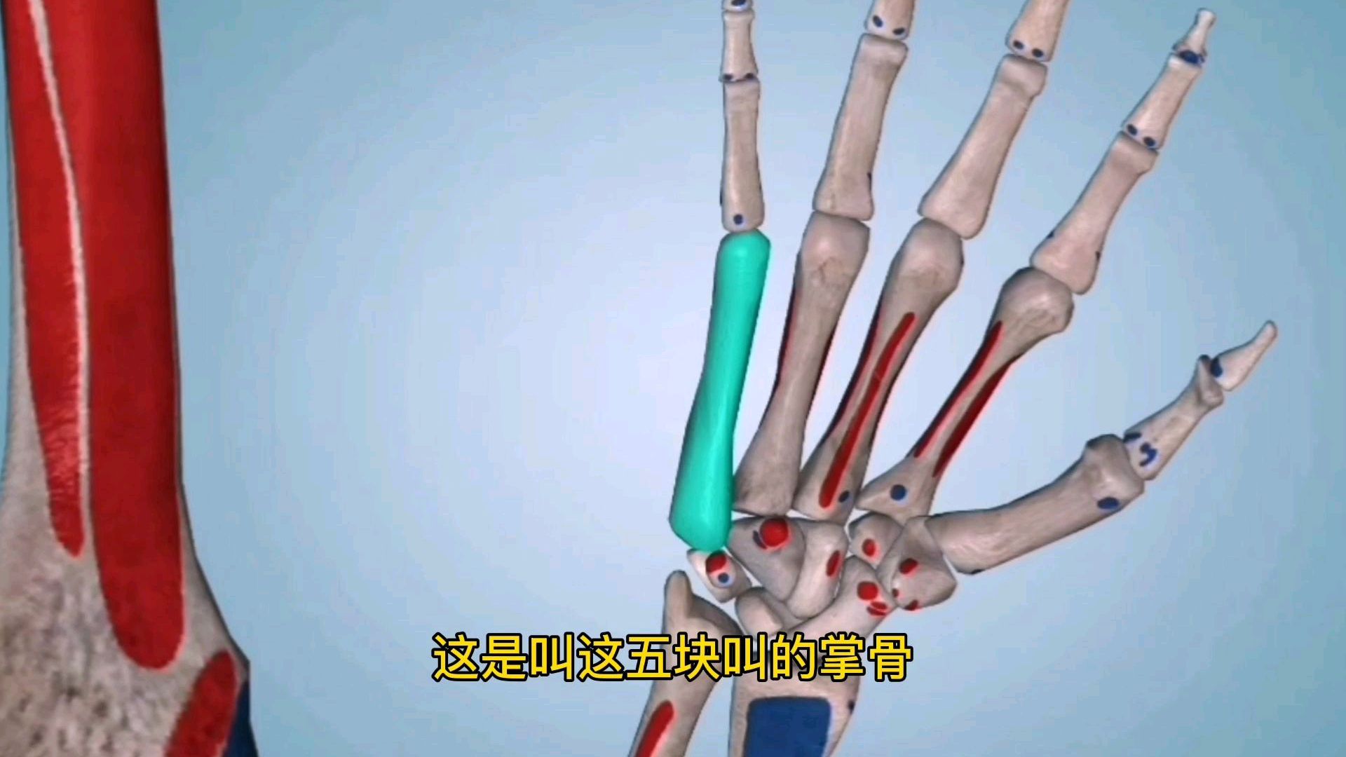 手的骨骼解剖,了解手的骨骼有哪些?