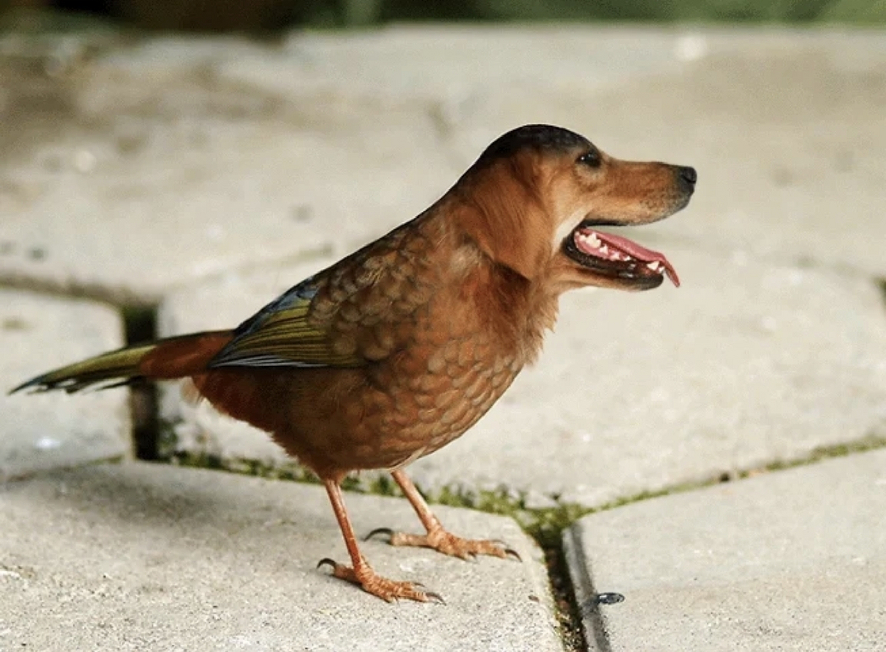 网友:不懂就要问,这是啥玩意,难道是传说中的狗雀吗?