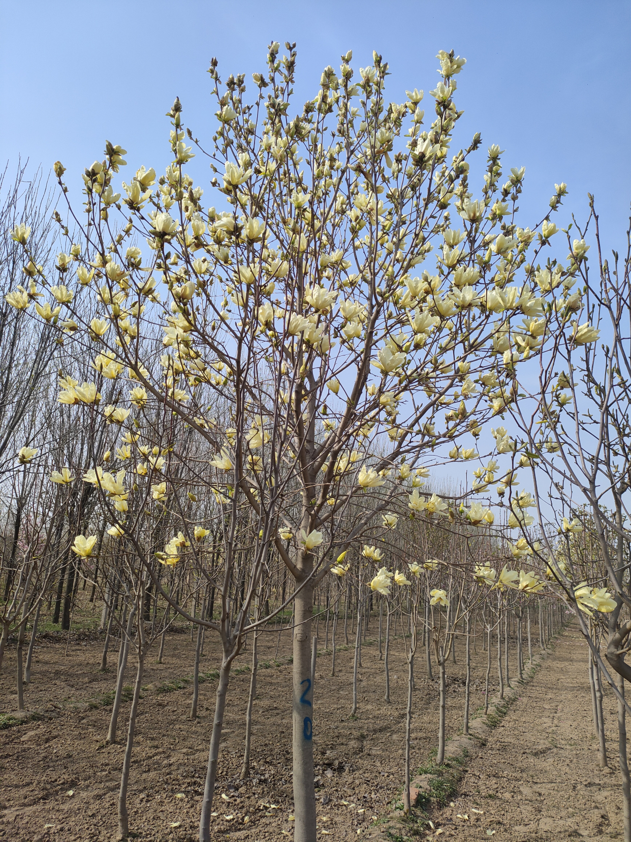 紫玉兰价格—红玉兰价格—白玉兰价格—广玉兰价格—二乔玉兰价格