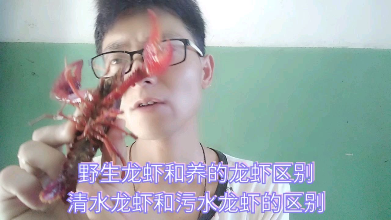野生龙虾和养殖龙虾的区别清水龙虾和污水龙虾的区别
