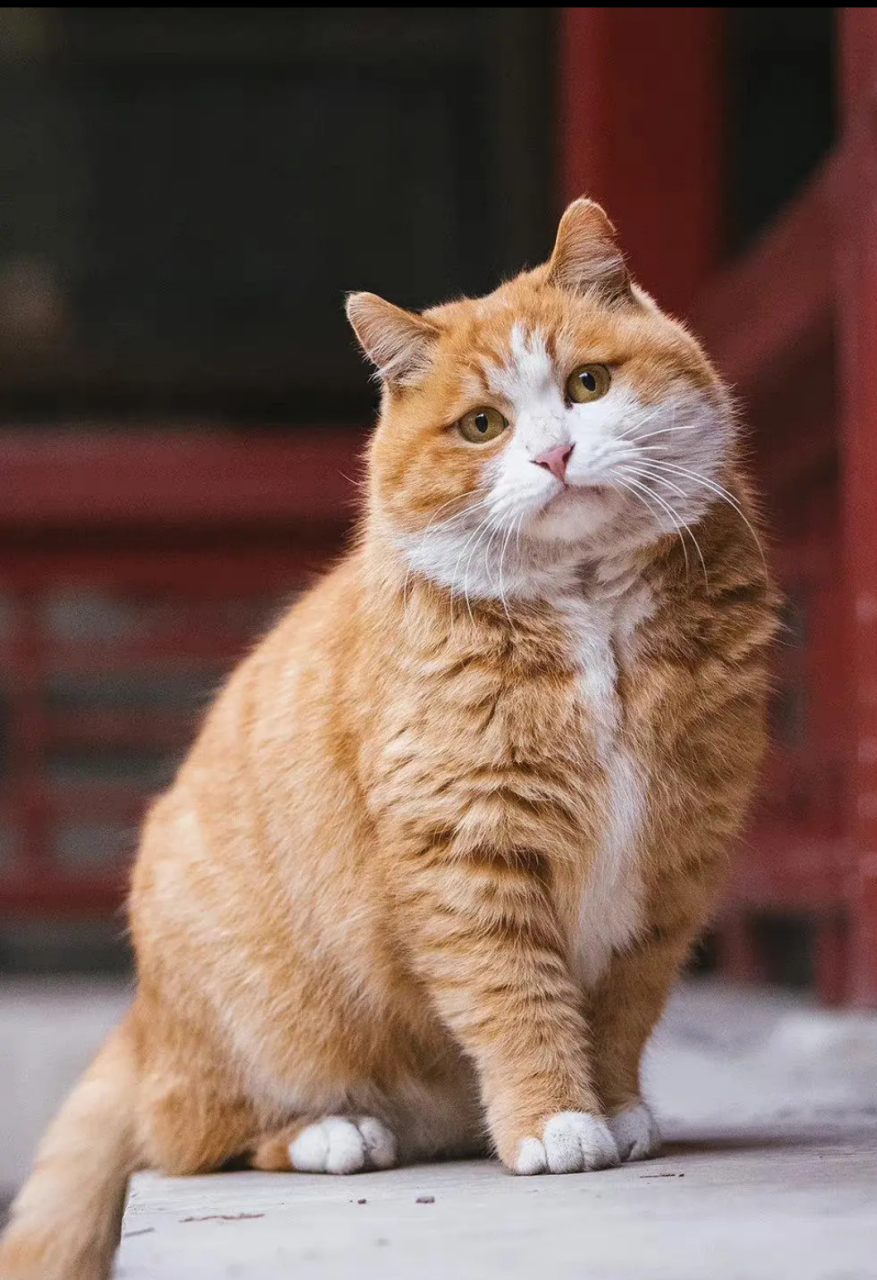 圆头圆脑的故宫猫咪黄帕帕看着就是舒服,小家伙歪着头的时候超级可爱