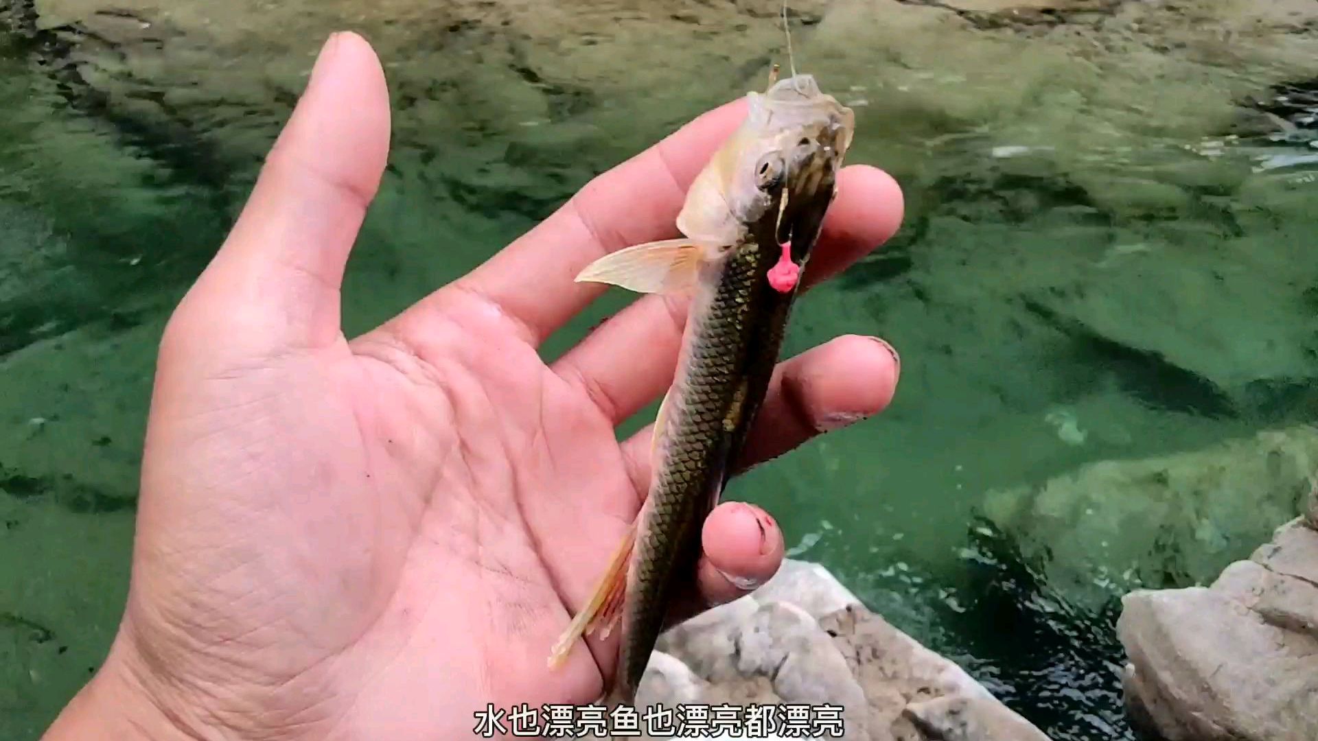 荒野垂钓210天 第115天 马口我也不放过 带着大鱼小鱼回基地