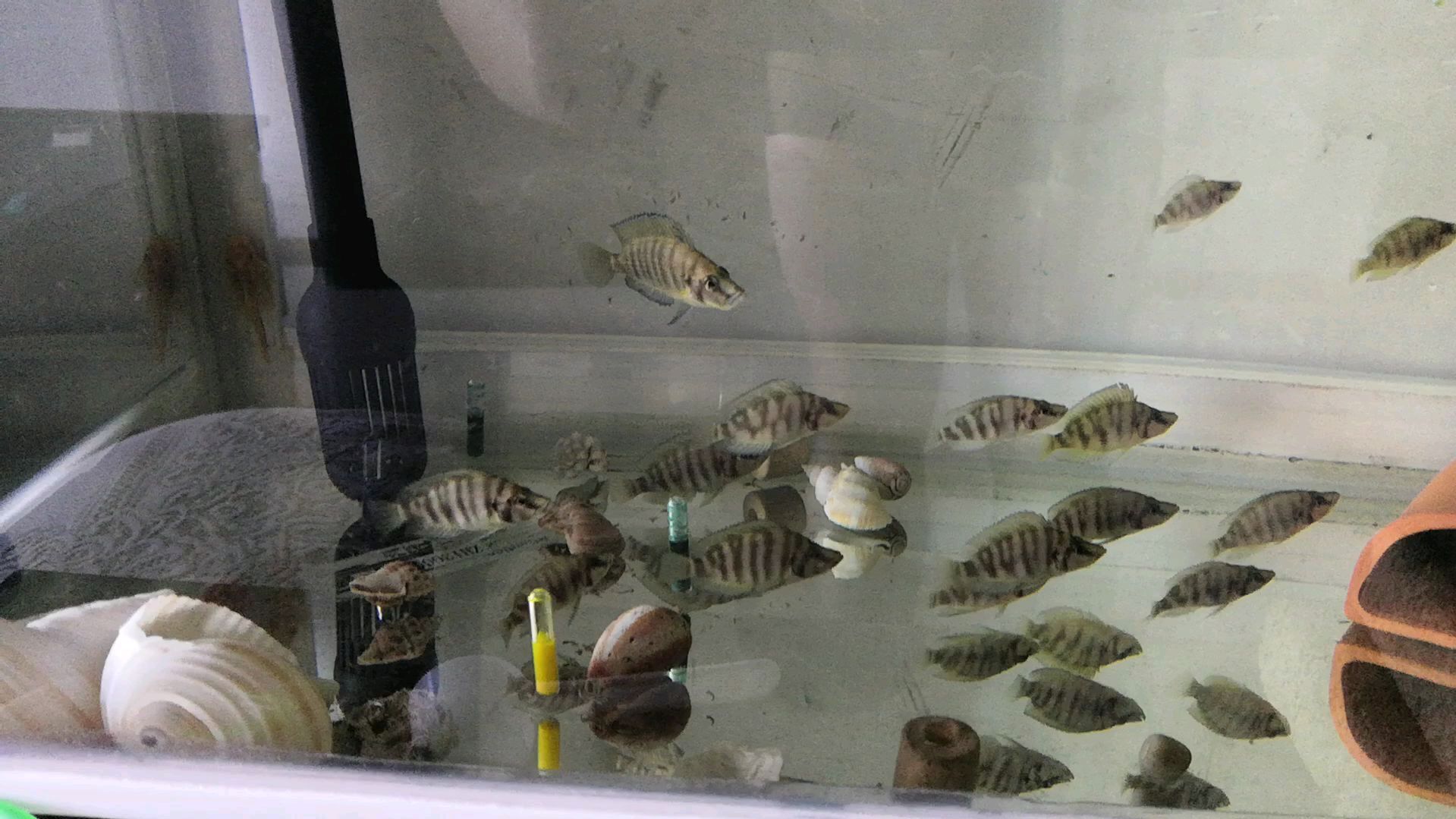 三湖慈鲷黄金虎鱼