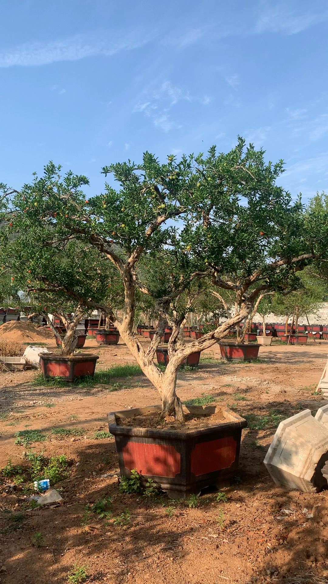 造型大红袍石榴景观树,满树的花果特别漂亮!