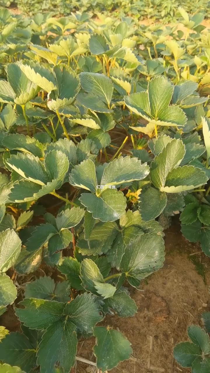 大叶红颜草莓苗,无水淹,无病害!