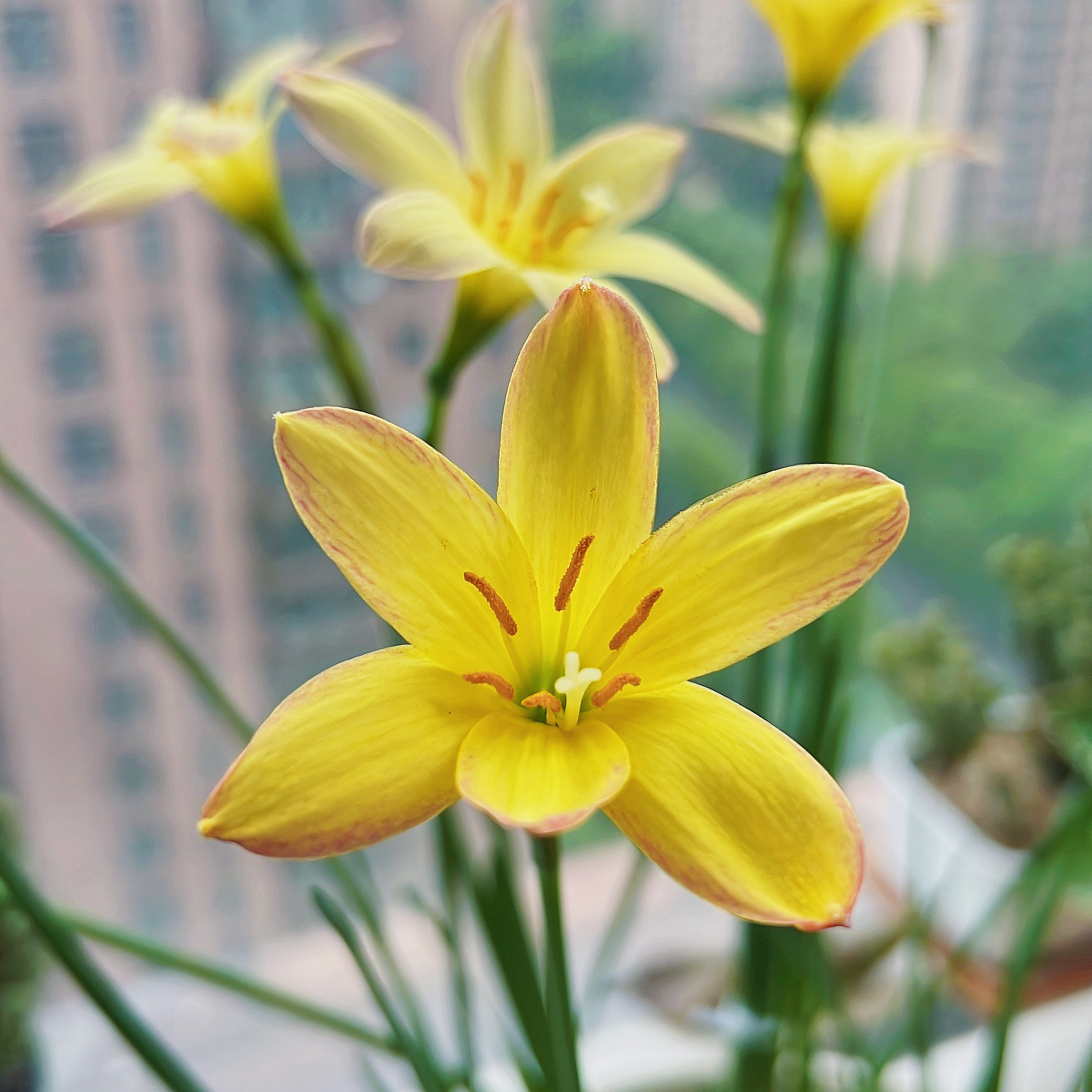 重瓣风雨兰,秋日的"拉风"